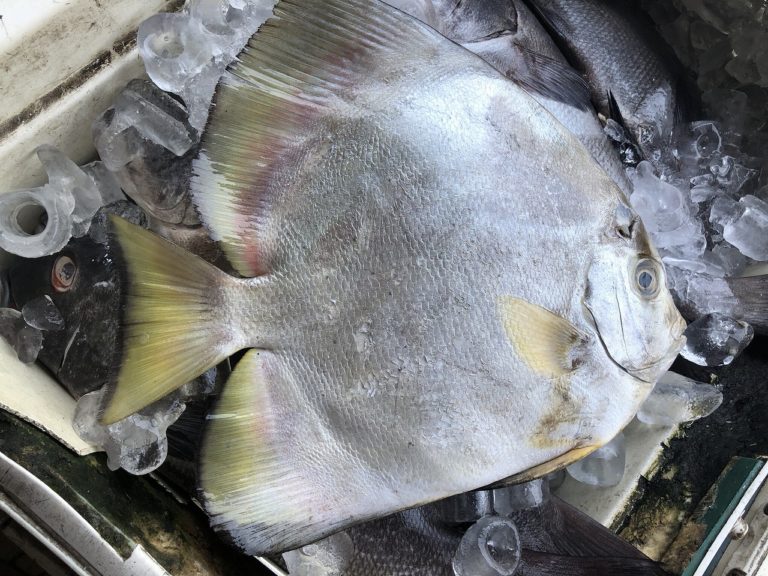 【インドネシアマカッサル】海岸レストランの新鮮な焼き魚