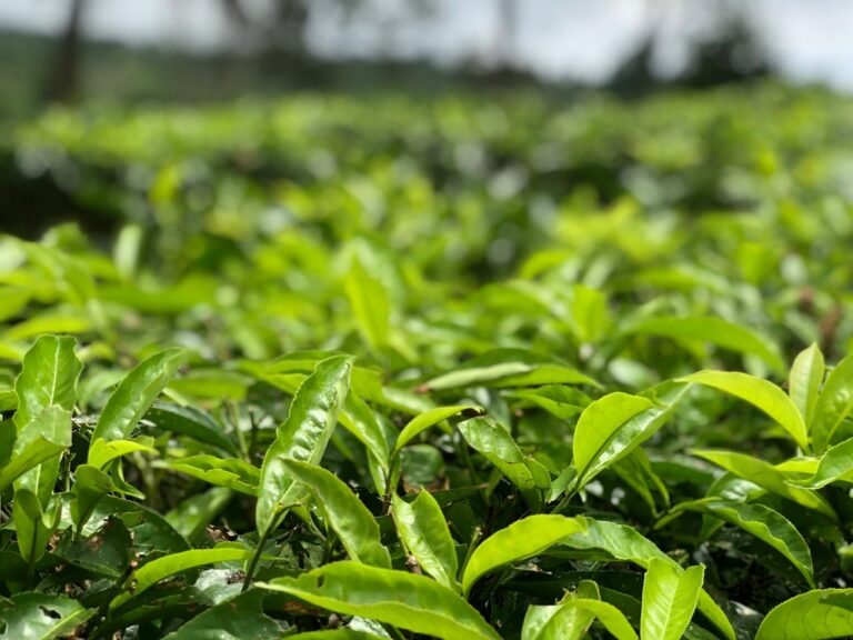 インドネシア産の紅茶！実はいつのまにか飲んでいた！