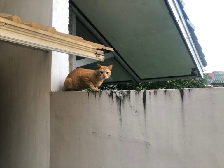 インドネシアと日本の猫の鳴き声の不思議な違い