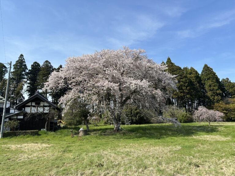 一時帰国で感じる桜の美しさ―インドネシアにはない四季の魅力
