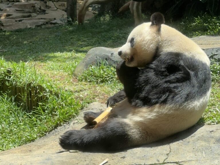 パンダとの特別なひととき！タマン・サファリのパンダ宮殿を訪れて