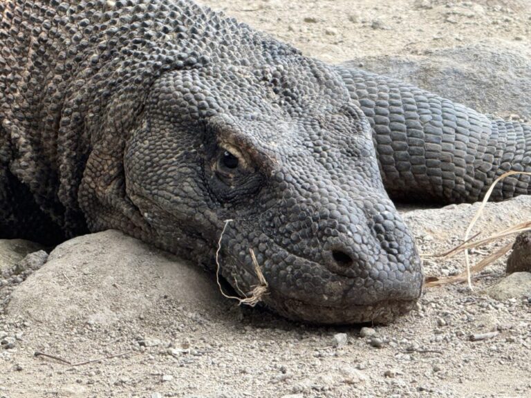 ついに野生のコモドドラゴンと遭遇！コモド島の村と世界最大のトカゲ観察体験