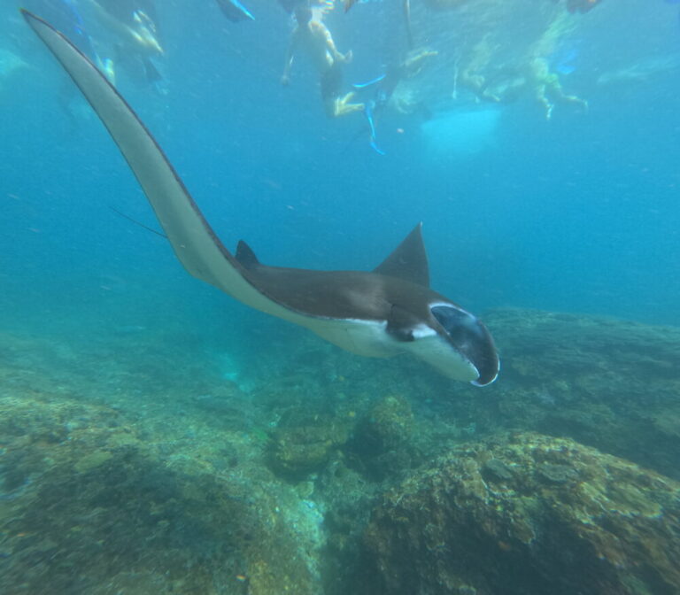 レンボンガン島シュノーケルツアー体験記！マンタとタイマイに出会った感動の海（ハプニングあり）