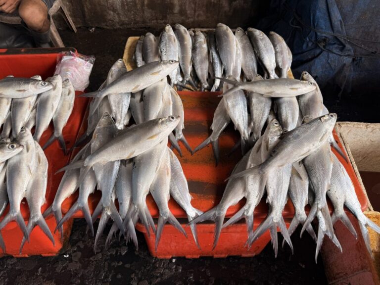 工場見学の翌日は“現場と街を感じる一日” 水産現場と地域文化を体感する１日モデルコース