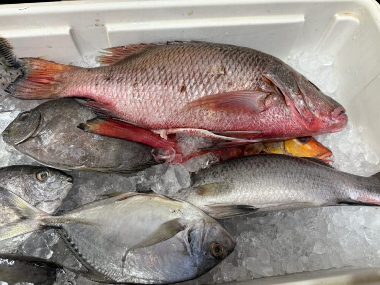 マカッサルの幸せは「魚でお腹いっぱいになること」だった！日本では失われた“日常の豊かさ”