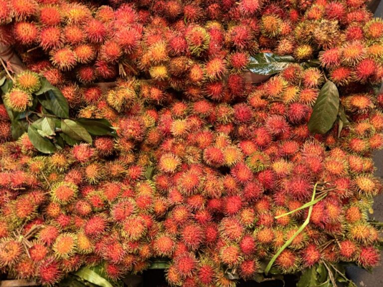 ランブータンの季節がやってきた！雨季が教えてくれる、インドネシアの「甘いサイン」